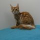 Splendides chatons Maine Coon