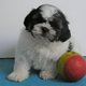 Adorables chiots Lhaasa Apso