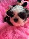 2 magnifique Shih tzu disponible de suite