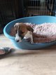Chiots Jack russell