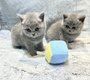 Adorables chatons British Shorthair Bleu