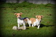 Chiots Jack Russell