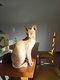 Chatons x Don Sphynx ,