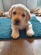 Magnifique Chiot Labrador sable (parents prsents)