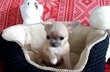 Splendide chiot chihuahua poils court