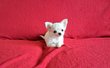 Magnifique Mini chiots chihuahua poils long et...