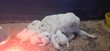 Chiots montagne des Pyrnes