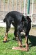 Beauceron lev chez particulier belge