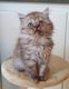 Chatons british longhair