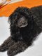 Caniche nain Au domaine de mm