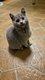 Magnifiques Chatons Chartreux femelle disponible...