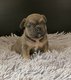 Chiot bouledogue franais