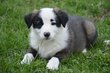 Chiots Border Collie  la ferme