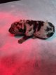 Les beaucerons hesbignons