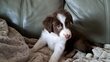 Border collie red (chocolat) et red merle mle et...
