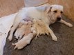 Chiots labradors beiges