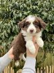Chiots Berger Australien (test parents)
