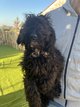 Chiots doodle (Berger australien x caniche)
