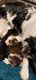 Petit mle border collie