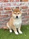 Chiots shiba inu (parents prsents)