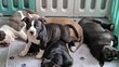 American Bully