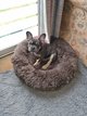 Fifille bouledogue bleu tan 🥰🥰