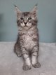 Adorables Maine Coon