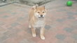 Magnifiques chiots shiba inu
