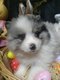 Chiot spitz