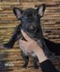 Chiots bouledogue franais