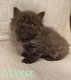 Chatons British shorthair et longhair