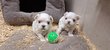 Bichon Maltais de petite taille
