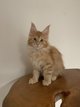 Maine Coon chatons