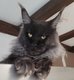 Magnifique BB Maine coon xxl