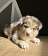 Berger australien X Husky