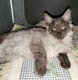 Superbe bbs Maine Coon