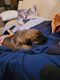 Chiot Berger Malinois