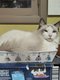 Chatons ragdoll avec pdigree