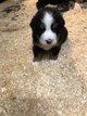 Magnifiques chiots bouviers bernois de pure race