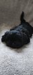 Chiots Shih tzu
