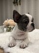 Bouledogue franais mle caille merle