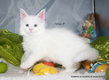 Splendides chatons Maine Coon  rserver