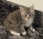 Magnifiques chatons Maine Coon Pdigre