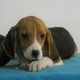 Beagle - Trs beaux chiots belges