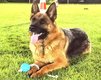 Berger allemand 5 ans pedigree