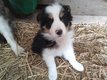 Magnifiques chiots border collies