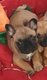 Bouledogue franais chiots  Fauve Rouge