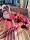 Magnifiques chiots Berger Australien