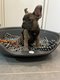 Superbe bouledogue franais dispo immdiatement...