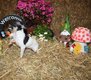 Magnifique petite femelle chihuahua